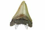 Bargain, 3.04" Fossil Megalodon Tooth - North Carolina - #130080-2